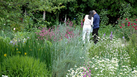 A young couple wanders down the "primrose path of dalliance" in the Shakespeare Garden A young couple wanders down the "primrose path of dalliance" in the Shakespeare Garden