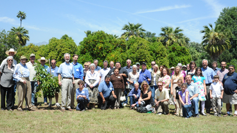 avocadosC Group of people in orchard