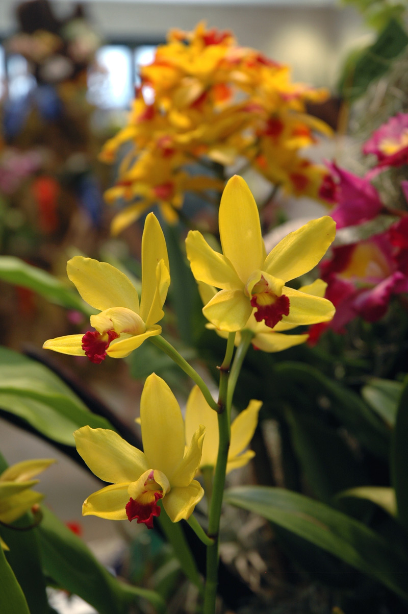 A colorful Cattleya-Laelia cross orchid A colorful Cattleya-Laelia cross orchid