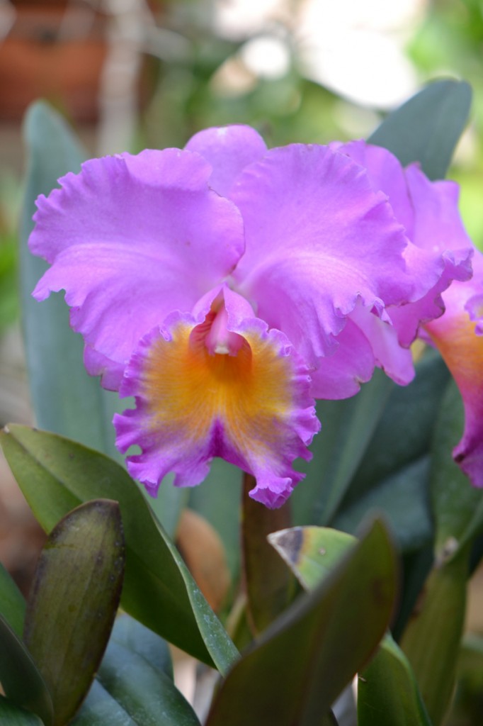 Cattleya