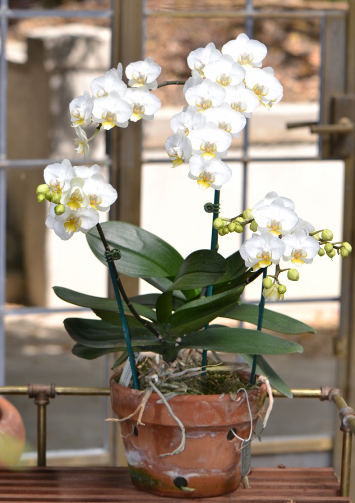 Phalaenopsis