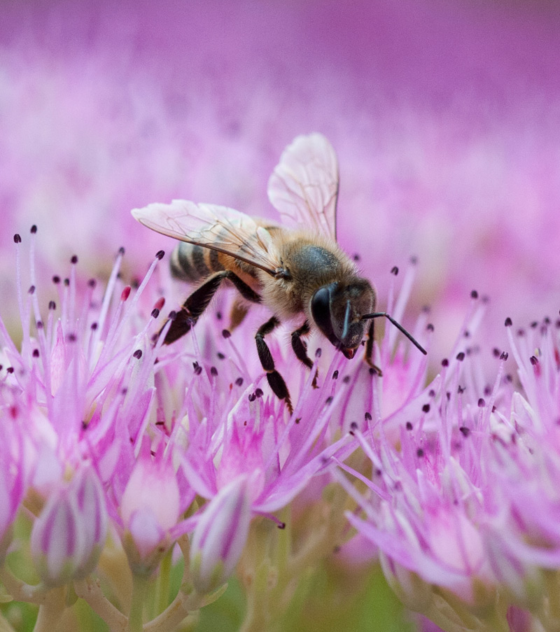 Bee bee