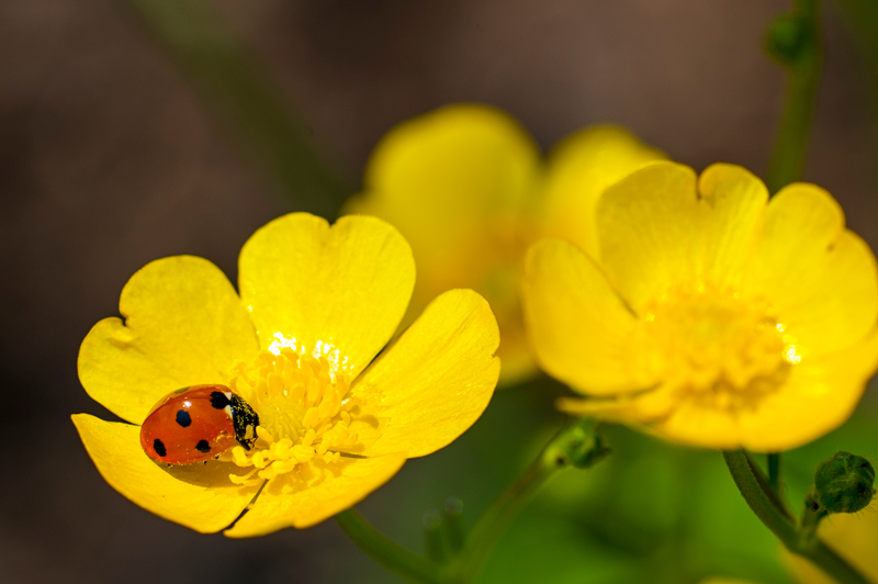 ladybug on flower