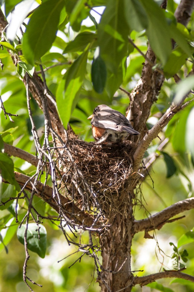 Nest nest