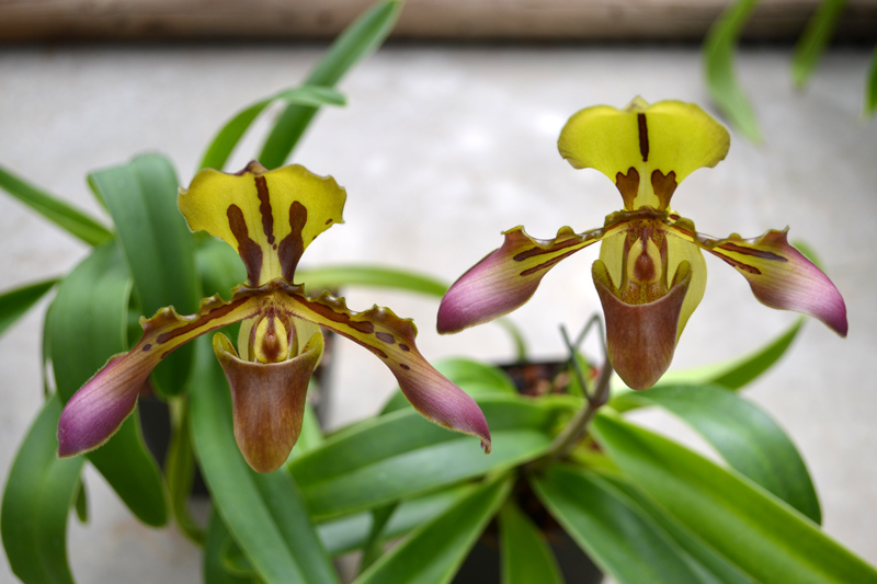 DSC_0156sm Orchid donated by San Diego Zoo