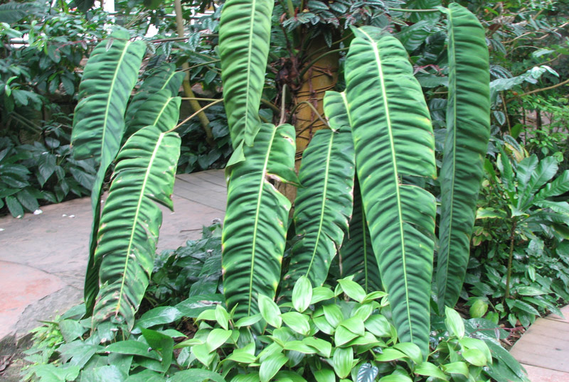 Philodendron patriciae in the Conservatory Philodendron patriciae in the Conservatory