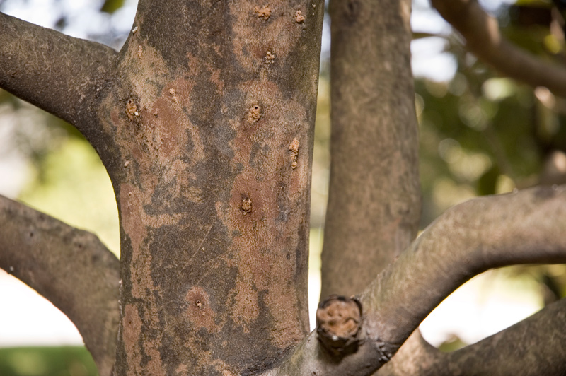 Camellia trunk showing signs of insect infestation Camellia trunk showing signs of insect infestation