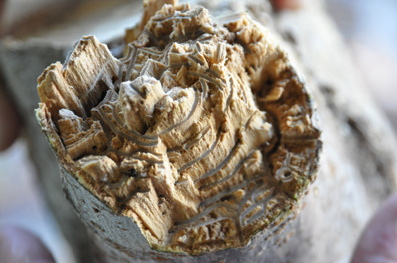 A branch from a box elder tree shows the extensive galleries (the gray, snaking pathways) created by the polyphagous shot-hole borer. A branch from a box elder tree shows the extensive galleries (the gray, snaking pathways) created by the polyphagous shot-hole borer.