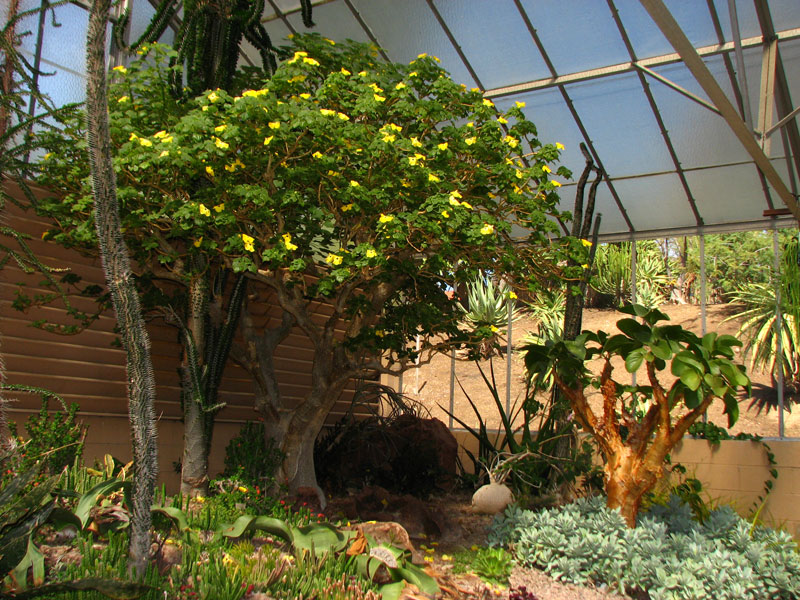 forward-2 The large succulent (at left) in one corner of The Huntington’s Desert Conservatory is a specimen of Uncarina grandidieri, native to Madagascar. Next to it (at right) is Cyphostemma currori, a member of the grape family native to Namibia. Below that, is a ground cover called Senecio sempervivus, derived from a plant collected in Yemen back in 1967. Photo by John Trager.