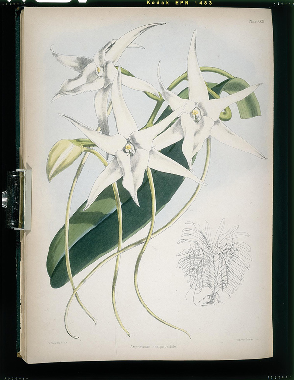 Orchid (Angraecum sesquipedale), from Robert Warner’s Select Orchidaceous Plants (1865–67). This print was on view at The Huntington in the fall of 2008 for the exhibition “Darwin’s Garden: An Evolutionary Adventure.” Courtesy of LuEsther T. Mertz Library, the New York Botanical Garden.