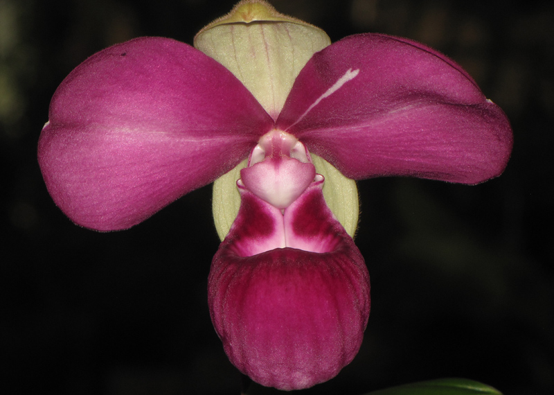 Phragmipedium kovachii bloom at The Huntington.