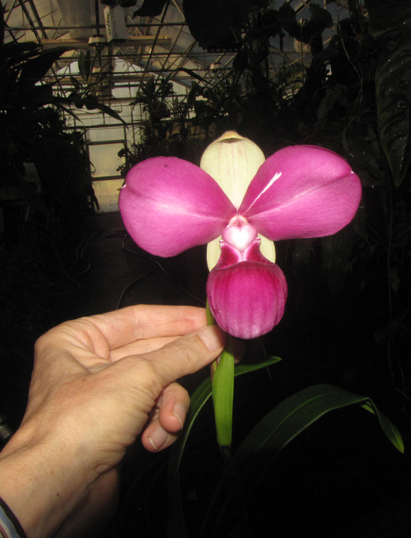 Our Phragmipedium kovachii bloom with hand for scale.