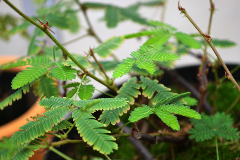 Mimosa pudica, on view in the Botanical Center.