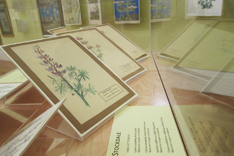 Before he went on to a successful career in design, Albert Richard Stockdale (1909–1970) painted botanical specimens as a student at Pasadena City College. His artworks, and more than 3,000 herbarium specimens, came to The Huntington in 2009. The Huntington Library, Art Collections, and Botanical Gardens.