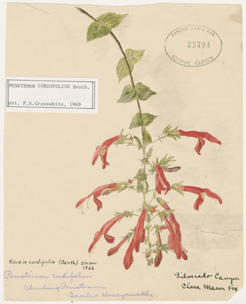 “When They Were Wild” includes 45 paintings by Clara Mason Fox (1873–1959), including her watercolor of Keckiella cordifolia. Rancho Santa Ana Botanic Garden.