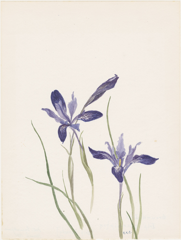 The exhibition also includes 14 works by Rose Frances Kittredge Cronise (1870–1959), including Iris macrosiphon. Thatcher School, Ojai, Calif.