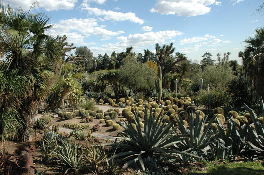 The beds of The Huntington’s Desert Garden are rich with displays of cacti and succulents from around the world. Photo by Lisa Blackburn.