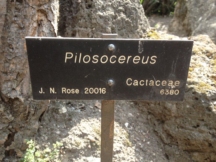 Labels from the Desert Garden credit J. N. Rose as the source of many specimens. Photo by Sean Lahmeyer.