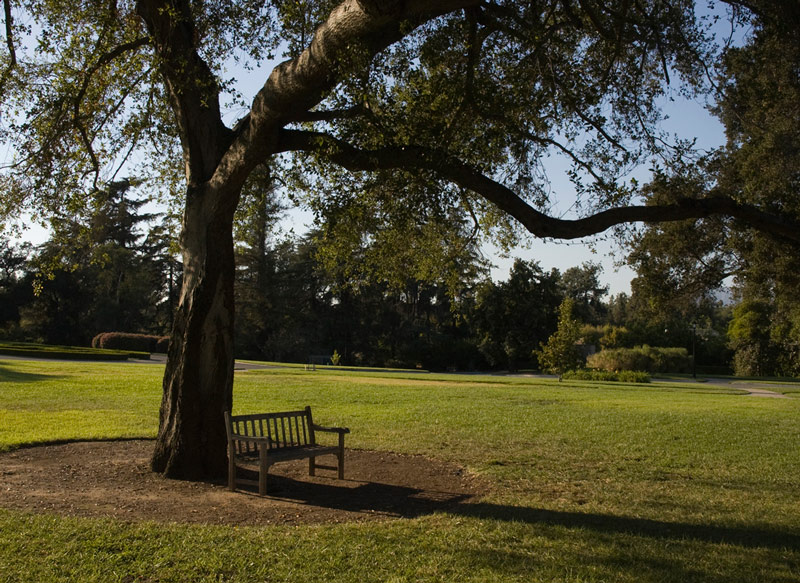 Oak tree with bench beneath
