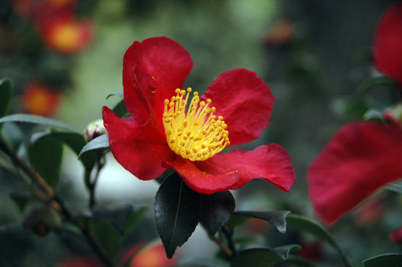 Camellia x vernalis'Yuletide'