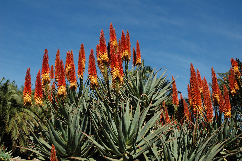 Two-toned 'Tangerine' aloe