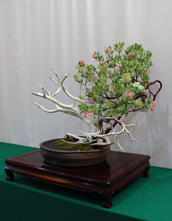 Flowering Manzanita.