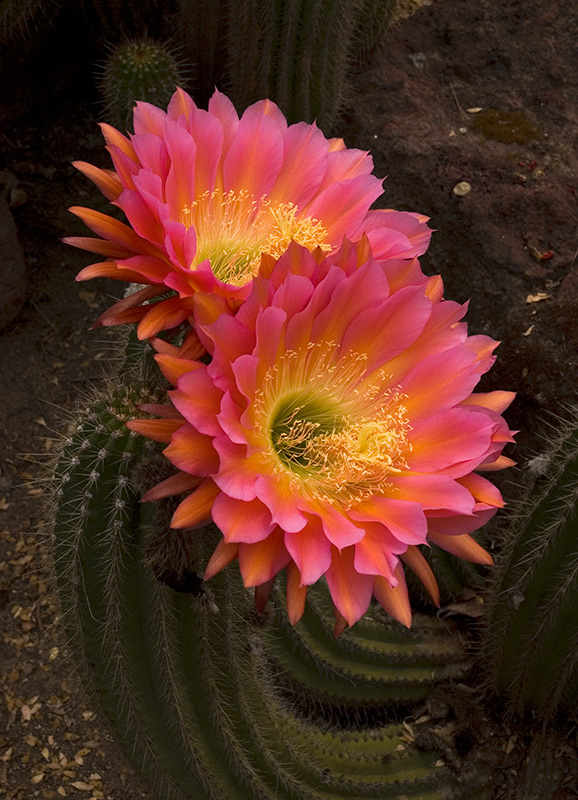 With flowers nearly eight inches in diameter, Echinopsis 'Flying Saucer' stops traffic when it blooms in the Desert Garden. It's one of many varieties that will be available March 13 at the Second Thursday Garden Talk and Sale. Photo by Lisa Blackburn.