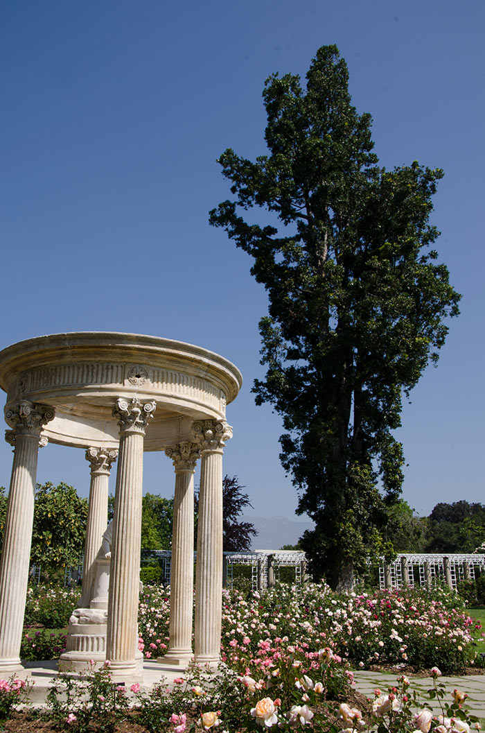 Transplanted in 1908 to make way for construction of the Huntington mansion, the towering Queensland kauri (Agathis robusta) has thrived in the Rose Garden ever since.