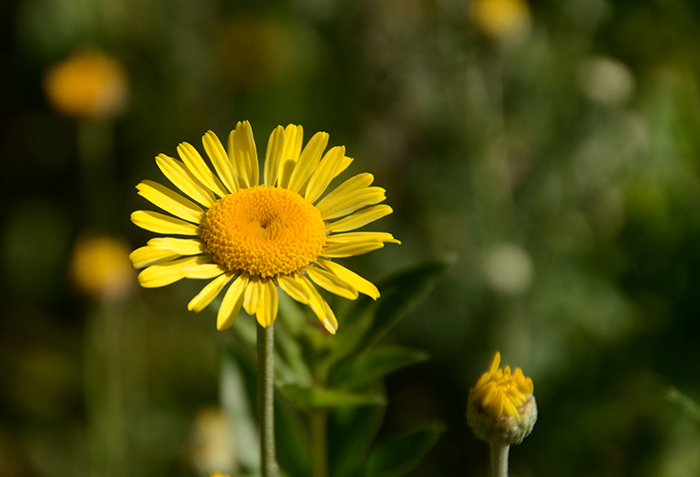 Dyer’s chamomile (Anthemis tinctoria) is one of the traditional dyeing herbs than can be found in the garden. It produces a soft yellow tint.