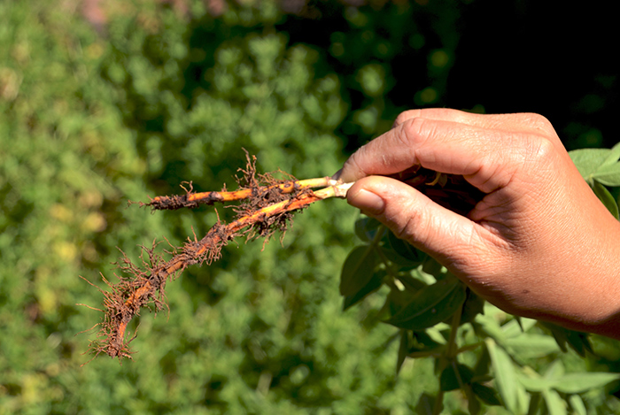 The roots of the madder plant (Rubia tinctorum), when ground and steeped in simmering water, yield a pinkish-red dye.