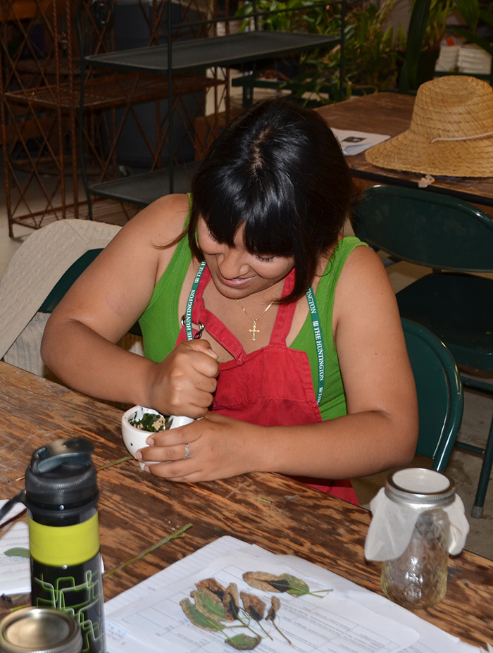 Docent Emma Ho’o grinds the leaves of a Royal Purple Smoke Tree, which will be steeped in water to extract the pigment.