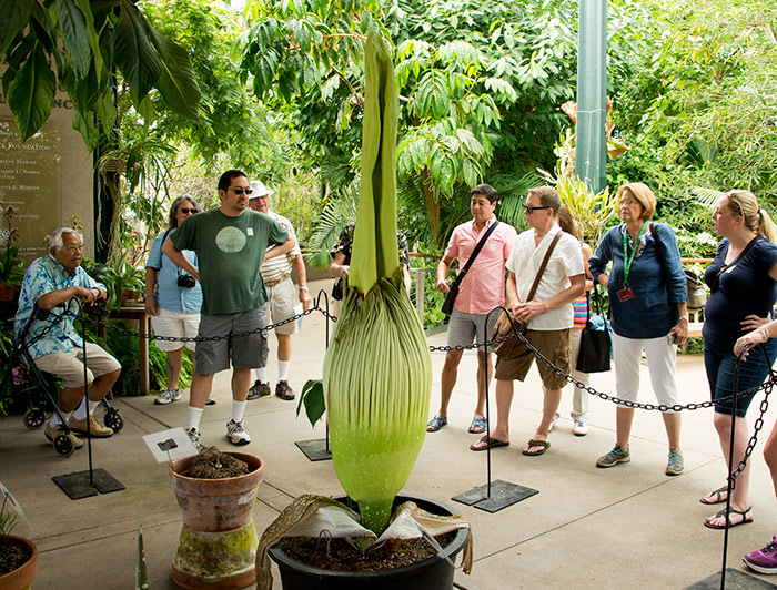 This shot from earlier today shows the relative size of the plant.