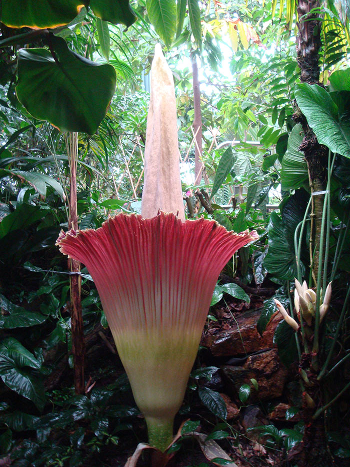 The 2009 bloom put on quite a colorful display.