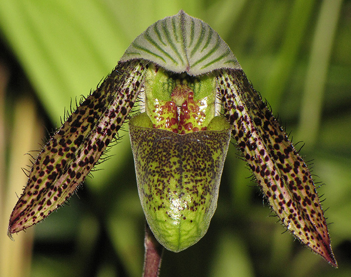 Paphiopedilum wardii. Photo by Dylan Hannon.