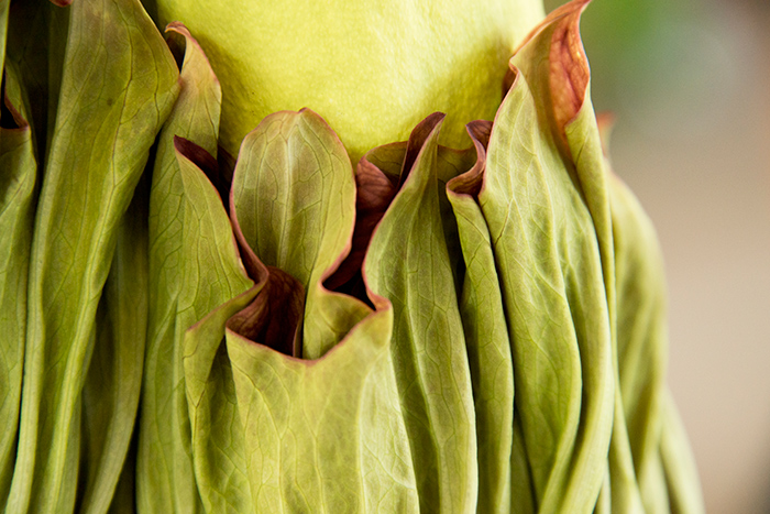 Getting to focus on frames like this through my DSLR made it nearly impossible for me to drag myself away from this fascinating plant.