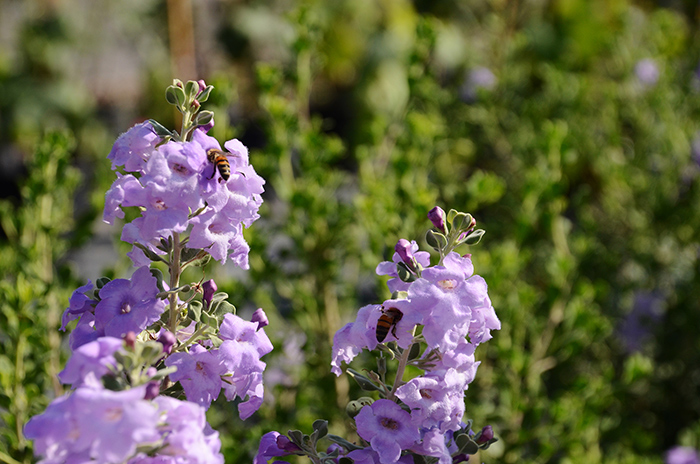 The profusely flowering Leucophyllum langmaniae 'Lynn's Legacy' is one of many drought-tolerant plants that will be available at the Fall Plant Sale, Oct. 24–26. Photo by Lisa Blackburn.