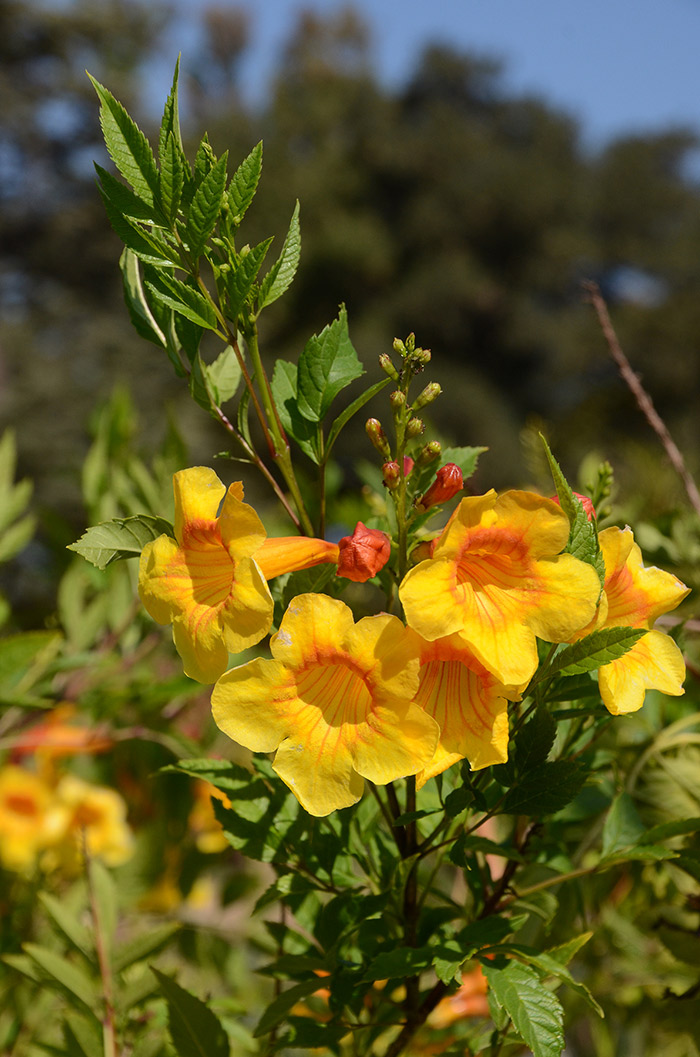 Southwestern native Tecoma 'Sunrise' is a tall shrub that blazes with summer color. Photo by Lisa Blackburn.