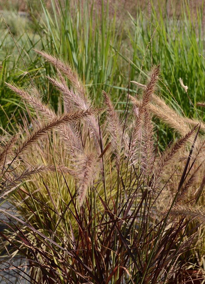 A wide selection of ornamental grasses and sedges, like this feathery Pennesetum setaceum 'Eaton Canyon', are versatile players in the water-wise garden. Photo by Lisa Blackburn.