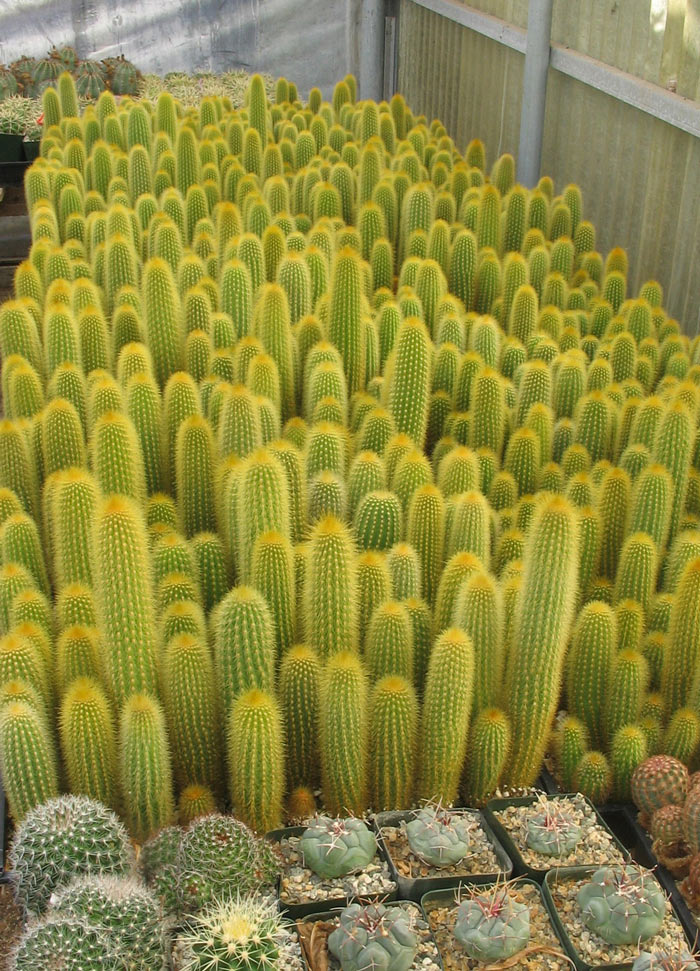 A favorite with cactus lovers, Weberbauerocereus johnsonii has brilliant yellow spines that are particularly beautiful when backlit by the sun. Photo by John Trager.