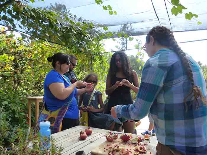 Tangy pomegranates are an autumn favorite. The trees are easy to grow at home and are well suited to our dry climate.