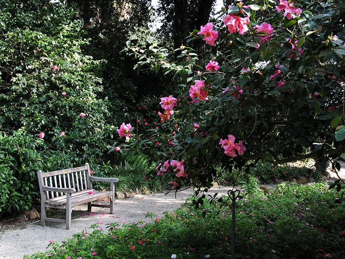 Shaded paths among the camellias provide an inviting spot to sit and enjoy the blooms. Photo by Lisa Blackburn.