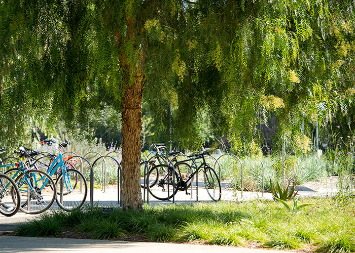 Cyclists and visitors on foot arrive in an area shaded by a dozen California pepper trees.