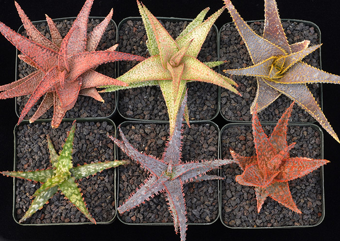 Zimmerman’s kind of six-pack: half a dozen aloe hybrids. On the bottom left is a young Aloe ‘Gargoyle’; on the bottom right is Aloe ‘DZ’. She’s waiting for the others to develop before she decides whether they merit a cultivar name. Photo by Karen Zimmerman.