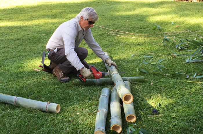 Senior horticulturist John Updike of the San Diego Zoo cuts thick culms of Bambusa beecheyana into smaller sections. Pandas peel these tough, fibrous stems into strips and eat them along with the tender leaves and branches. Photo by Lisa Blackburn.