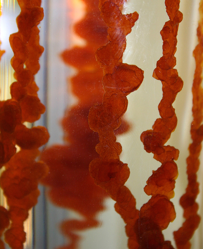 In a demonstration conducted at The Huntington, William R. Newman produced a bright red metallic “tree” made of silica that grew and branched as his lecture proceeded. Detail from a photograph by William R. Newman.