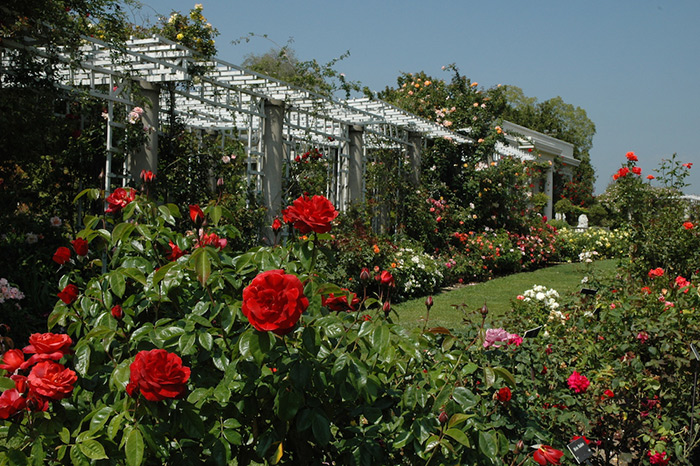 Less water, more blooms? The Huntington’s Rose Garden is more beautiful than ever, thanks in part to the smoky-red ‘Hot Cocoa’ roses (seen in the foreground), a hybrid by rose curator Tom Carruth.