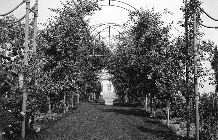 Henry E. Huntington stands under an arbor in the Rose Garden around 1916. The Huntington Library, Art Collections, and Botanical Gardens.