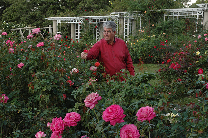 Carruth says roses aren’t fussy. His advice: “Build healthy soil and try some tough love in the form of less water.”