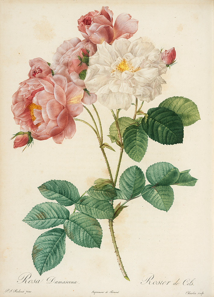This watercolor of Rosa damascena, (of which ‘Autumn damask’ is one of two varieties) is by Pierre-Joseph Redouté, Les Roses, 1817–24. The Huntington Library, Art Collections, and Botanical Gardens.