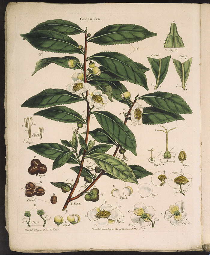 This botanical print of tea appears as the frontispiece for The Natural History of the Tea-tree, 1799, by John Coakley Lettsom, M.D. The Huntington Library, Art Collections, and Botanical Gardens.